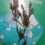 Calluna vulgarisКвітка