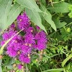 Vernonia baldwiniiКветка