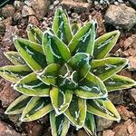 Agave victoriae-reginae Ліст