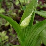 Cypripedium montanum Pokrój