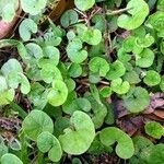 Dichondra repens Hoja