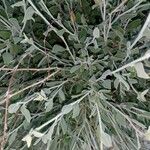 Anthyllis cytisoides 葉