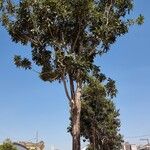 Stenocarpus sinuatus Alkat (teljes növény)