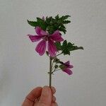 Malva setigeraFlower