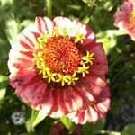 Zinnia elegansBlüte