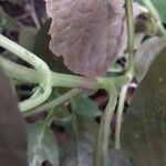 Pseuderanthemum alatum Corteza