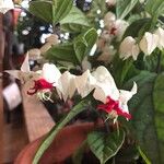 Clerodendrum thomsoniaeFlower