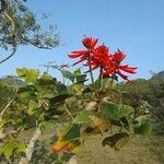 Erythrina speciosa Květ