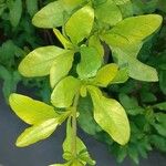 Plumbago auriculataLeht