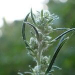Artemisia vulgaris Virág