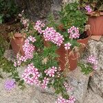 Verbena × hybridaFulla