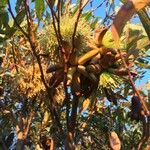 Eucalyptus lehmannii Fruit