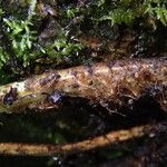 Dryopteris pentheri Sonstige