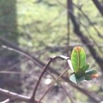 Exochorda × macrantha Leaf