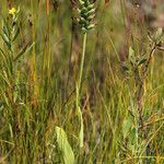 Platanthera clavellata 形態