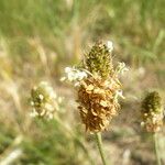 Plantago lanceolataΆλλα