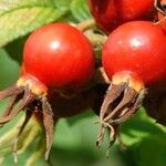 Rosa rugosa Fruit