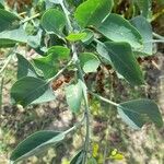 Nicotiana glauca Blatt