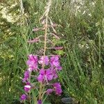 Epilobium angustifoliumFiore