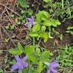 Ruellia prostrata Blüte