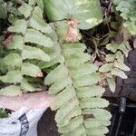 Asplenium platyneuron Folha