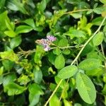 Desmodium heterocarpon Blomst