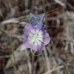 Phacelia linearis Flower