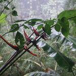 Heliconia monteverdensis Flower