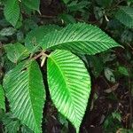 Begonia convallariodora Hoja