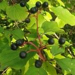 Cornus sanguineaPlod