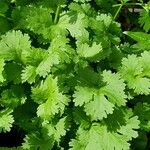 Coriandrum sativum Φύλλο