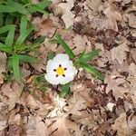 Cistus ladanifer Λουλούδι