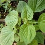 Acalypha setosa ഇല