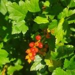 Ribes alpinumFrukt