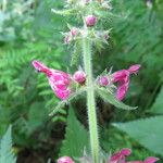 Stachys sylvatica Blomst