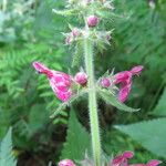 Stachys sylvatica Fleur