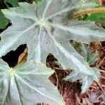 Begonia heracleifolia Ліст