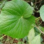 Piper umbellatum Leaf