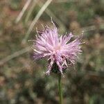 Klasea nudicaulis Flower