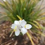 Libertia chilensisBlomst