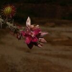 Krameria ixine Fleur