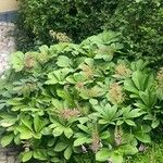 Rodgersia aesculifolia Frunză