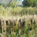 Schizachyrium microstachyum Habitus