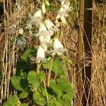 Campanula alliariifolia Elinympäristö