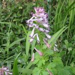 Corydalis incisa Vekstform