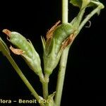 Trifolium ornithopodioides Gyümölcs