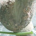 Oreopanax nymphaeifolius Corteza