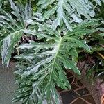 Philodendron bipinnatifidum পাতা