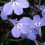 Lobelia erinus Flower