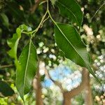 Ficus benjamina Leaf